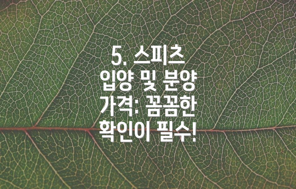 5. 스피츠 입양 및 분양 가격: 꼼꼼한 확인이 필수!